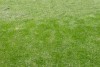 Corinthians consegue limpar pichao de gramado da Arena; veja fotos