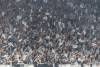 Torcida do Corinthians volta a protestar nas arquibancadas aps novo empate na Arena pelo Brasileiro
