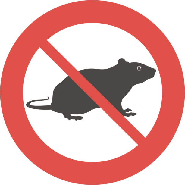 Rato nojento. <br> Chefe de todos, chefe do Tuma.