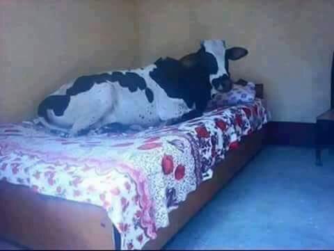 A vaca deit�.