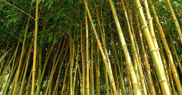 Uma coisa que poucos falaram sobre o Bambu