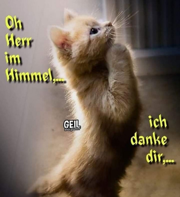 Um gato alemão...