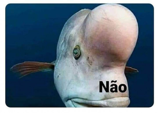 Doeu, Roger Guedes?
