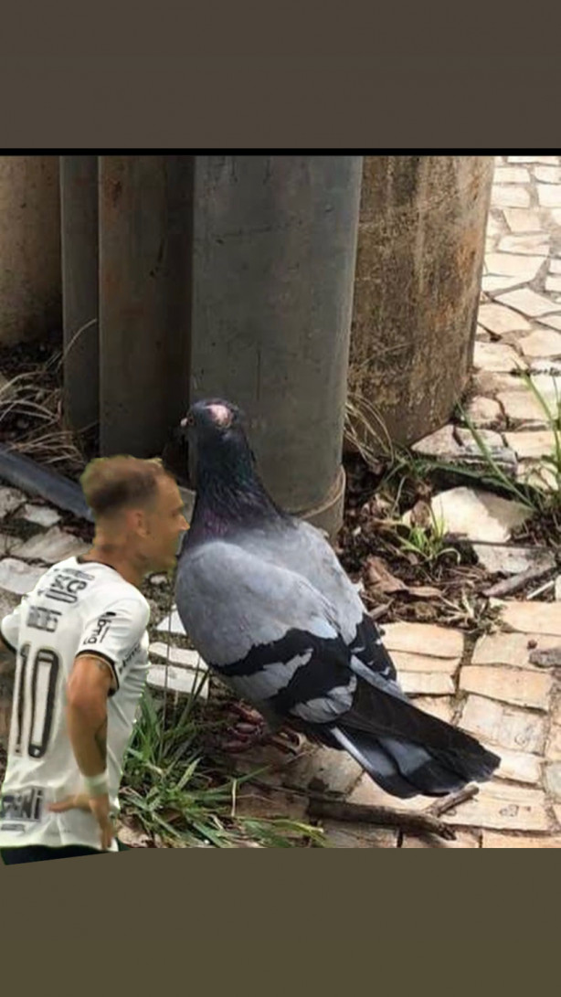 Comemora��o do Guedes