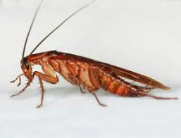 Barata voadora