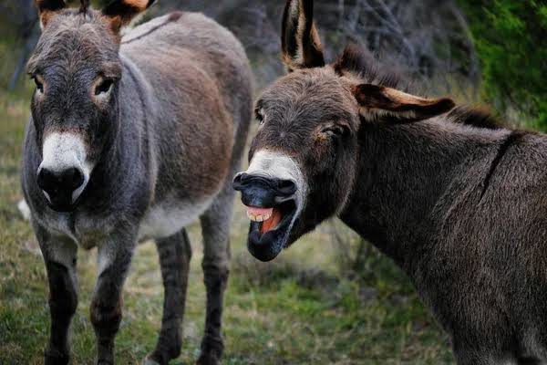 Risadinha e Cone Raul em campo