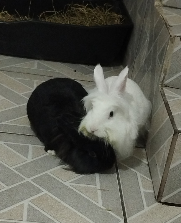 (off Topic) Coelhos Corinthianos
