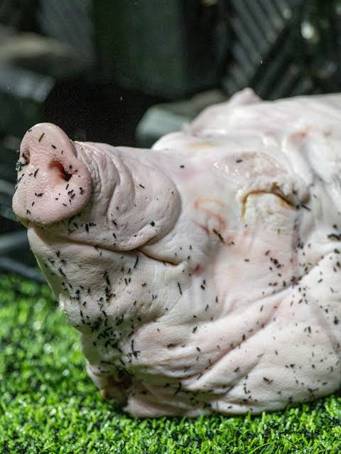 Encontramos a cabe�a de porco!