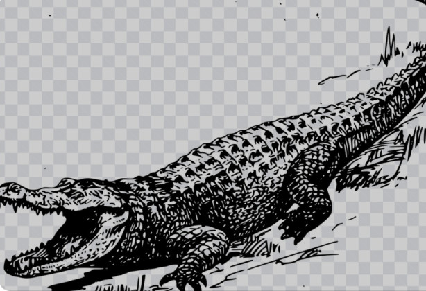 Jacar� vai virar Crocodilo!