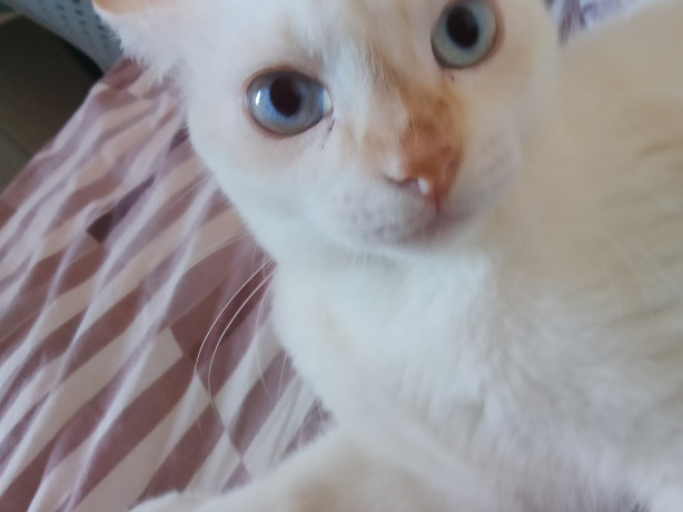 Se liga no meu gato