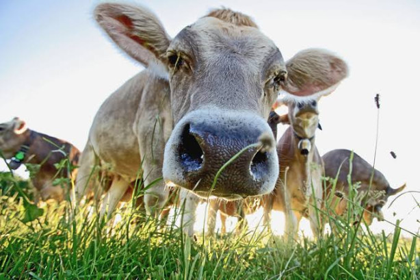 🐂 🐂 🐄 🐂 <br> </div> </figure> 🐂 🐄