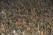 Cl�ssico garante melhor p�blico e renda do ano na Arena Corinthians