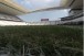 Apesar de ainda no consultada, Arena Corinthians pode receber jogo da NFL