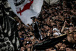 Corinthians encara Flamengo pela grande decis�o da Copa do Brasil; veja detalhes
