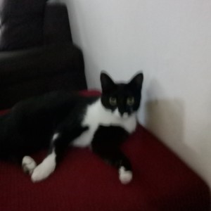 Devanir