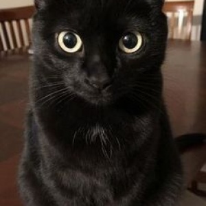 Roqueirito