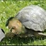 Foto do perfil de Tartaruga