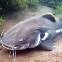 Bagriel