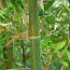 Avatar de Bambu Entrando