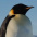Foto do perfil de Pinguim