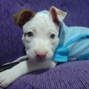 Felipe