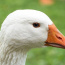 Foto do perfil de Ganso