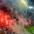 Evandro
