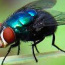 Foto do perfil de Mosca