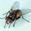 Foto do perfil de Mosca