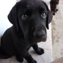 Bolinho