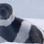Foto do perfil de Foca