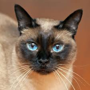 Gato