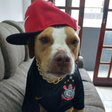 Dog�oPapoReto