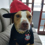 Avatar de DogoPapoReto lll