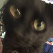 Gato