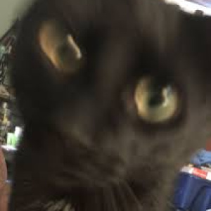 Gato