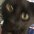 Gato