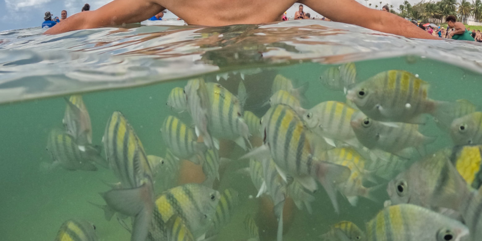Andr�