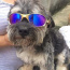 Foto do perfil de Cachorro