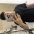 Faelodgxc1