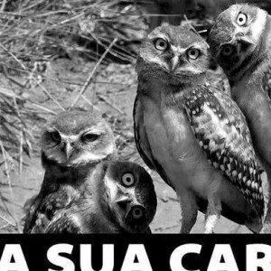 Jose Damiao