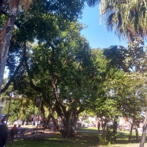 Siderlei
