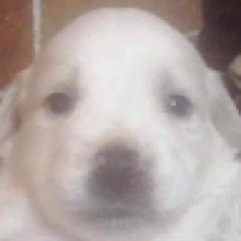 Isaque