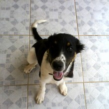 Marcelo