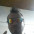 Dener