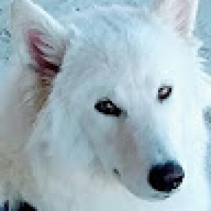 Banemaw o cachorro 2