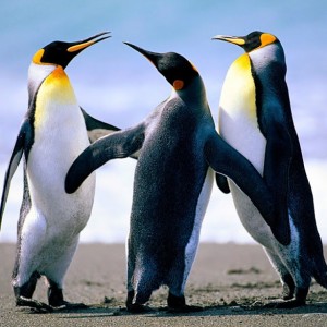 Cidad�o do Mundo