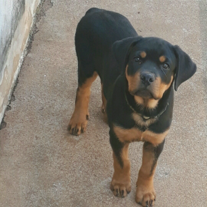 Felipe Messias