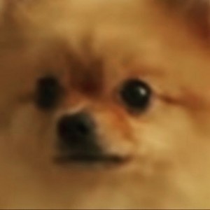 doguinho