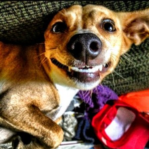 Doguinho raivoso